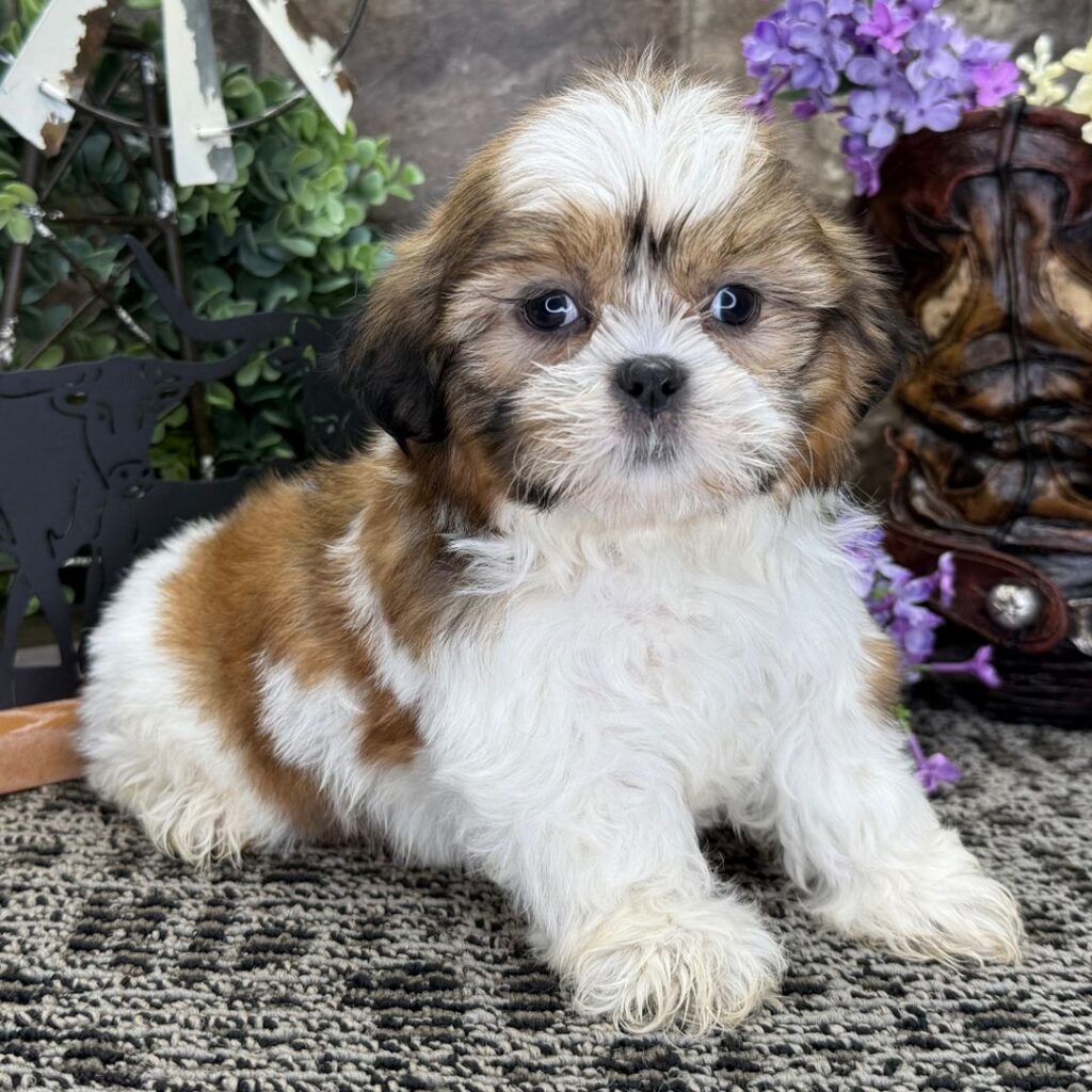 MOLLY